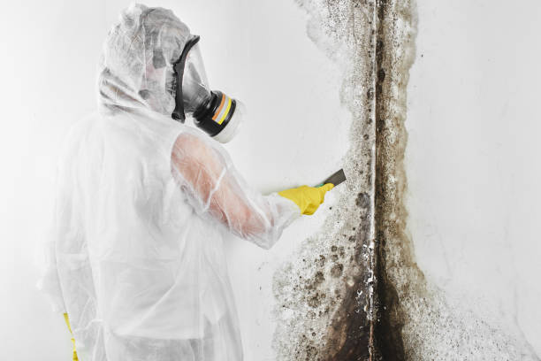 Best Professional Mold Removal  in Scottsdale, AZ