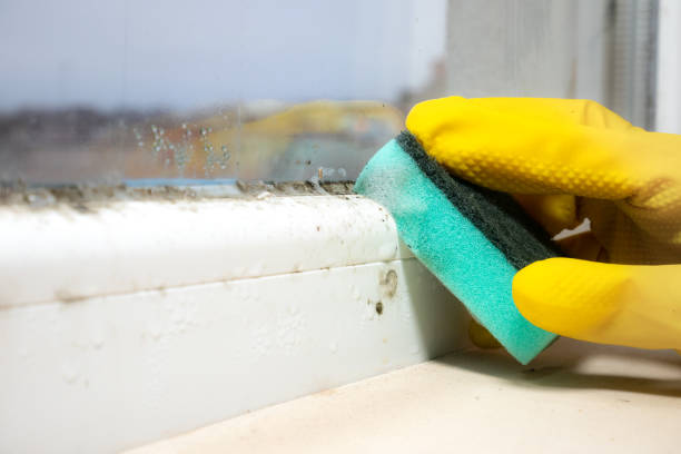 Best Attic Mold Removal  in Scottsdale, AZ