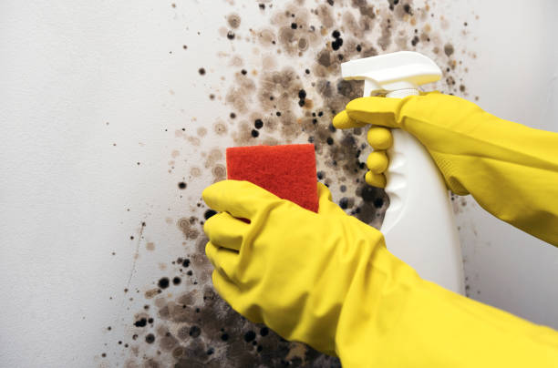 Best Fast Mold Removal  in Scottsdale, AZ