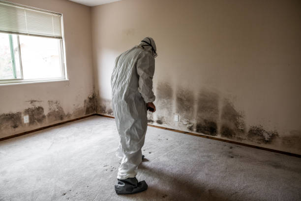 Professional Mold Removal in Scottsdale, AZ