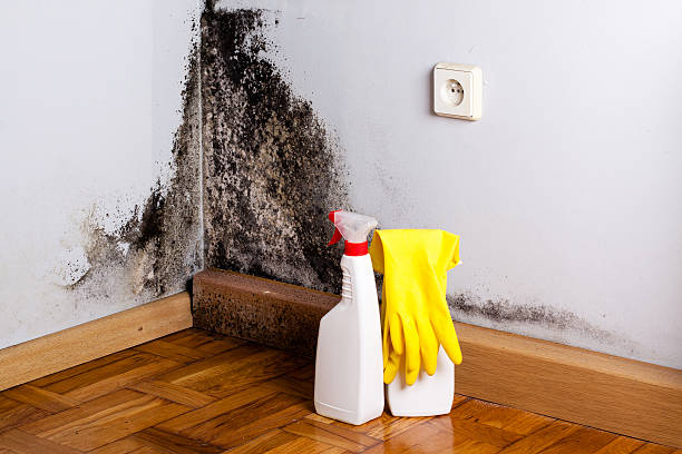 Best Mold Damage Repair  in Scottsdale, AZ